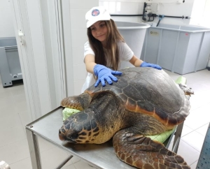 caretta caretta gdf